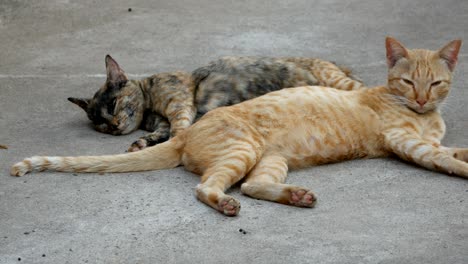 striped cat relaxing