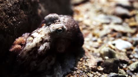 Octopus-South-Australia-attack-camera-strange-behaviour-4k-slow-motion
