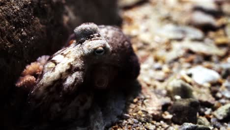 pulpo sur australia ataque cámara extraño comportamiento 4k cámara lenta