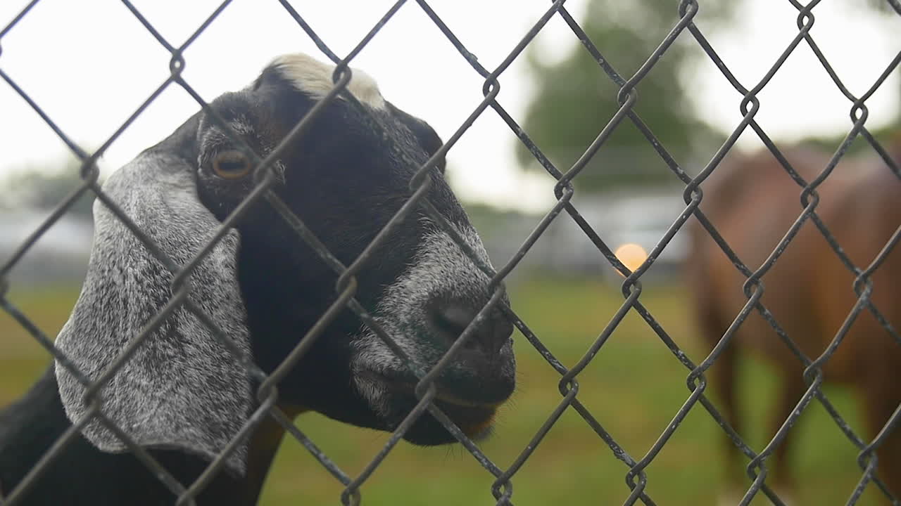 Goat turns its face toward the camera and looks into it. A horse swings its tail in the background. Slight drizzle of rain is falling from the sky. The animals are at their farm.
