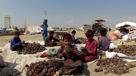 child labor in nut cleaning