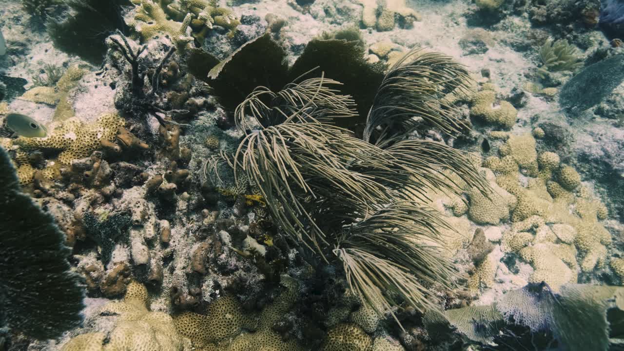 Large underwater plant swinging slowly in the current