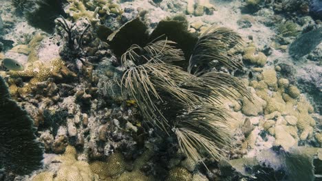 large underwater plant swinging slowly in the current