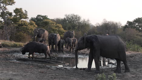 family of elephants gather at shallow watering hole with buffalo drinking, medium view