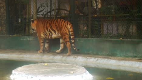 un tigre solitario camina alrededor de su recinto