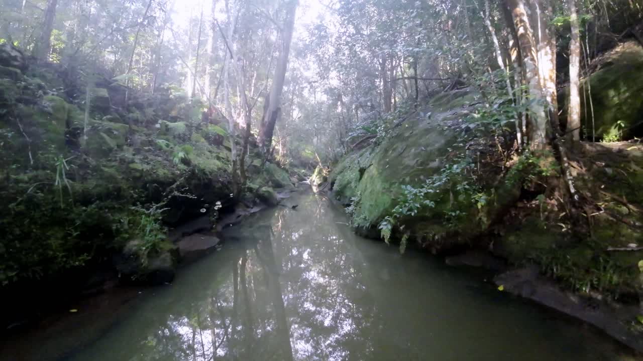 A peaceful flythrough scene of a stream in a dense, shadowy forest
