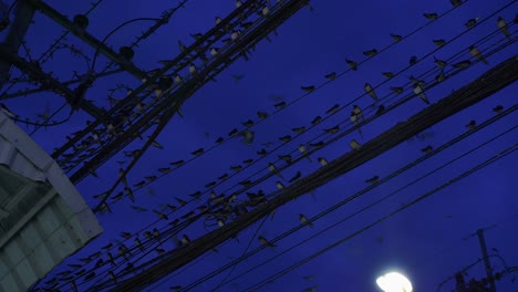 flock of starling birds resting in rows on the messy electric wires and flying across, making noise in evening under dark blue sky, low angle shot