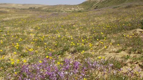 a brief spring bloom in the western negev plains