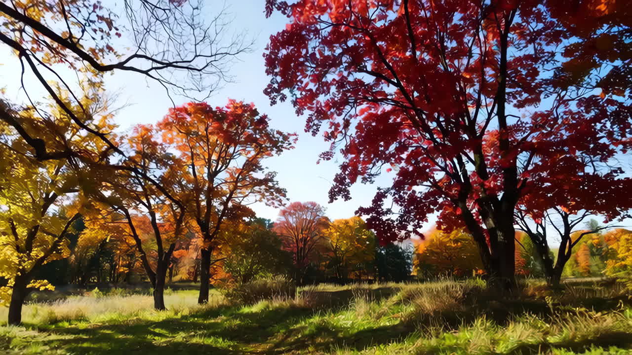 Autumn Park with Vibrant Fall Foliage