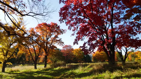 autumn park with vibrant fall foliage