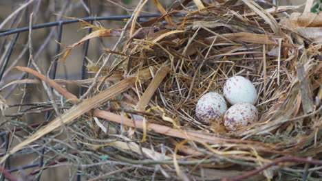 three robin eggs grouped in a nest