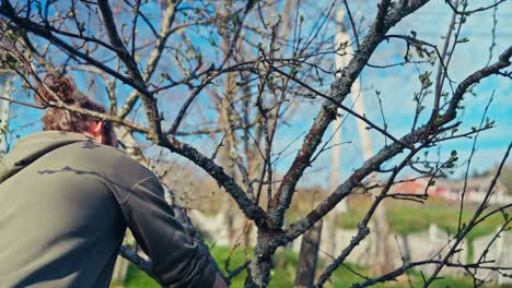 man pruning bare branches of a tree - close up