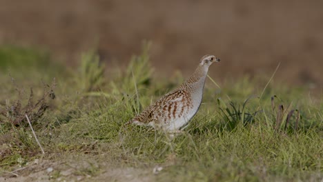 perfect closeup of gray partridge bird walking on road and grass meadow feeding and hiding