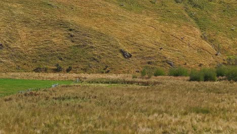 Flock-of-ducks-soar-above-wetlands-in-Otago-Region,-drone-tracking-sideview