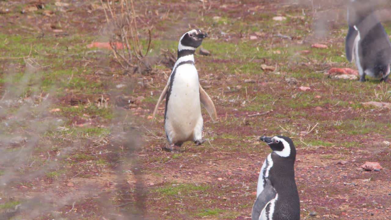 el pingüino de magallanes bajando de una manera graciosa y uniéndose a otros en una orilla rocosa