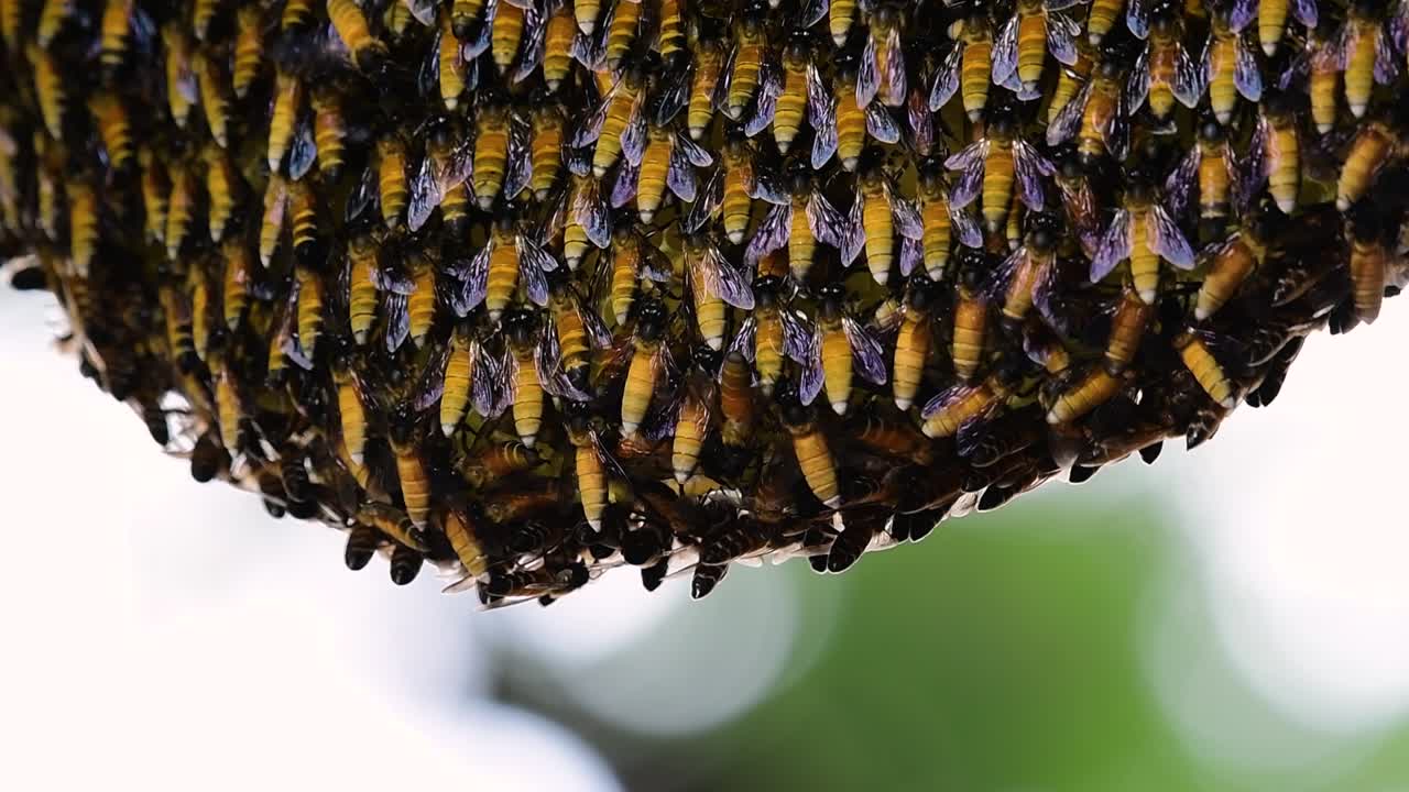 se sabe que las abejas melíferas gigantes construyen grandes colonias de nidos con bolsillos simétricos hechos de cera para almacenar miel como fuente de alimento.