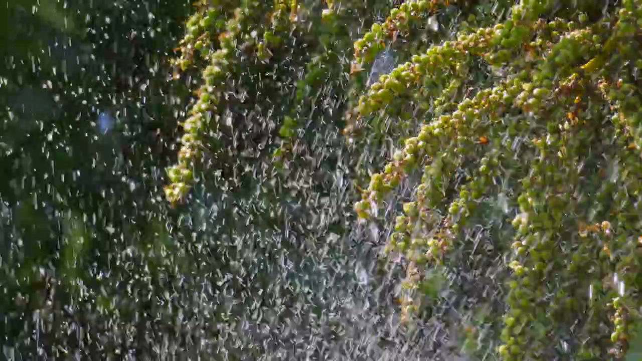 Slow Motion Water Spraying Palm Berries from Palm Tree. Fresh Water During Summer Heat Wave.