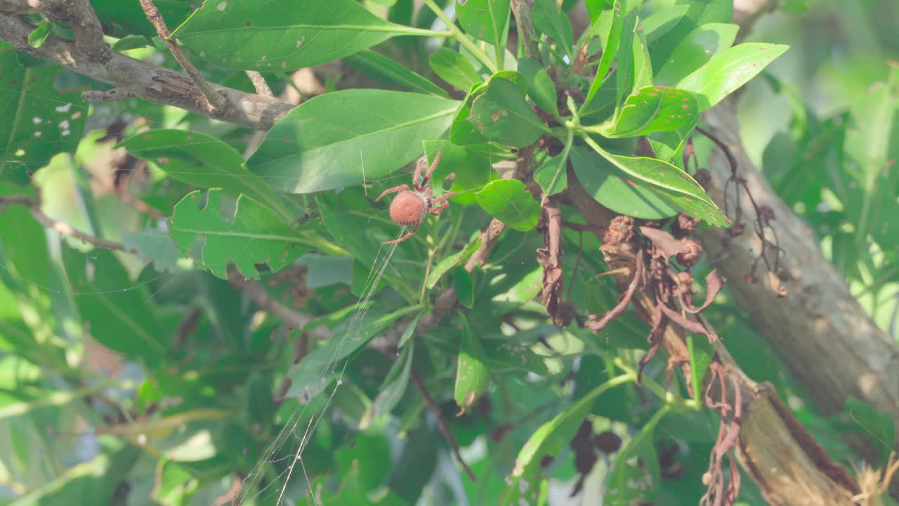 단풍 사이 거미 등반 웹