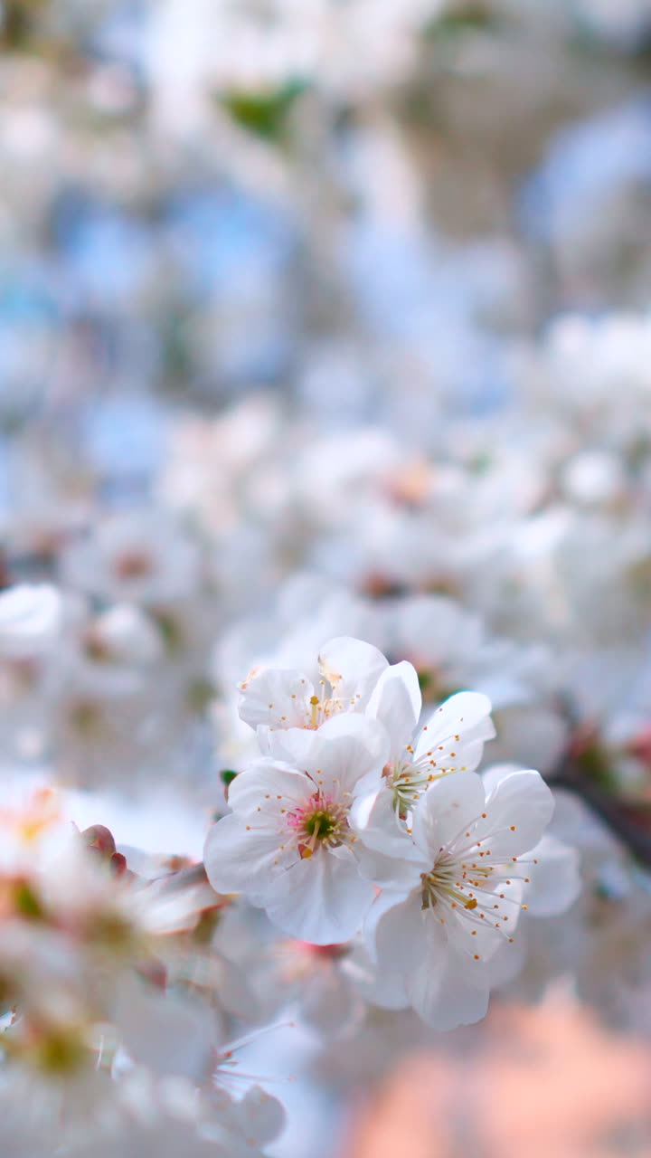 Blossoming branch at bright sunlight. Background of beautiful white flowers of fruit tree. Sun rays through the blooming branches. Vertical video