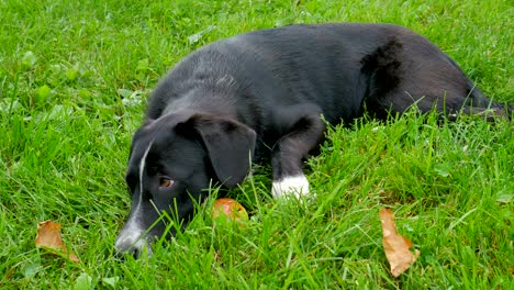 dog lies on the grass.