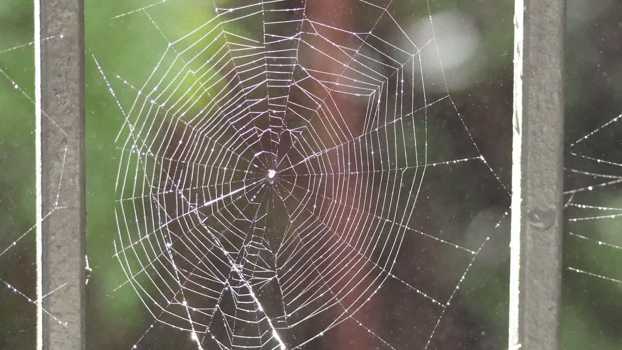 la red de araña brillando con gotas de agua en el bosque