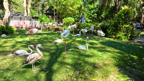 flamingos interacting in a lush, green environment