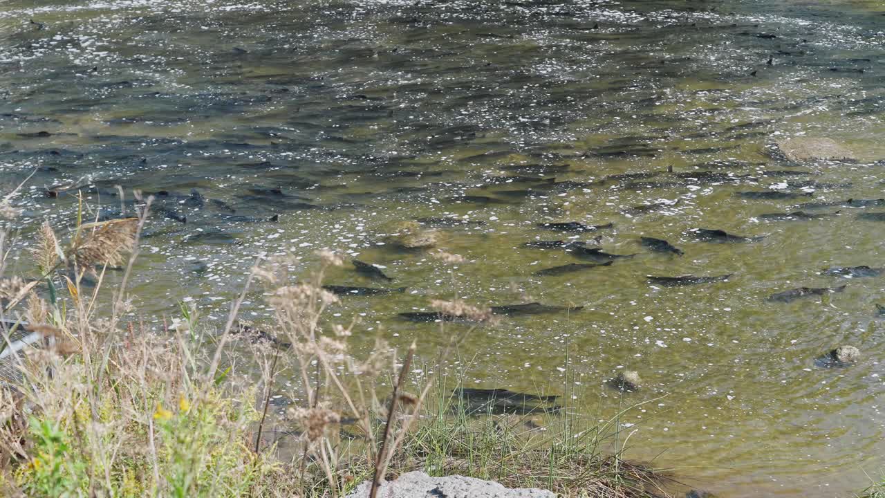 Salmon swim upstream in a clear river during a seasonal migration surrounded by plants