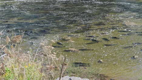 salmon swim upstream in a clear river during a seasonal migration surrounded by plants