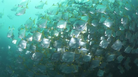 Ein-Taucher-Wirft-Sein-Licht-Auf-Eine-Masse-Schimmernder-Fische-Tief-Unter-Dem-Ozean