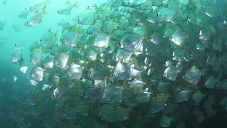 a scuba diver shines his light on a mass of shimmering fish deep below the ocean