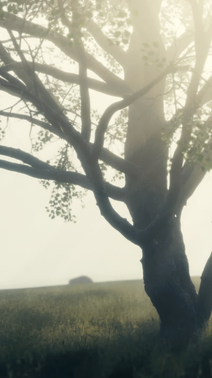 Mysterious morning mist envelops a solitary tree in a tranquil landscape