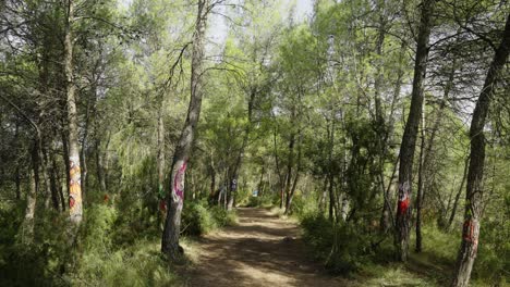 Erkundung-Eines-Waldes-Mit-Bemalten-Bäumen-Am-Rande-Eines-Wanderwegs-Durch-Den-Wald