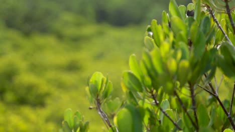 Golden-Meadow-
Rayong-District,-Thailand