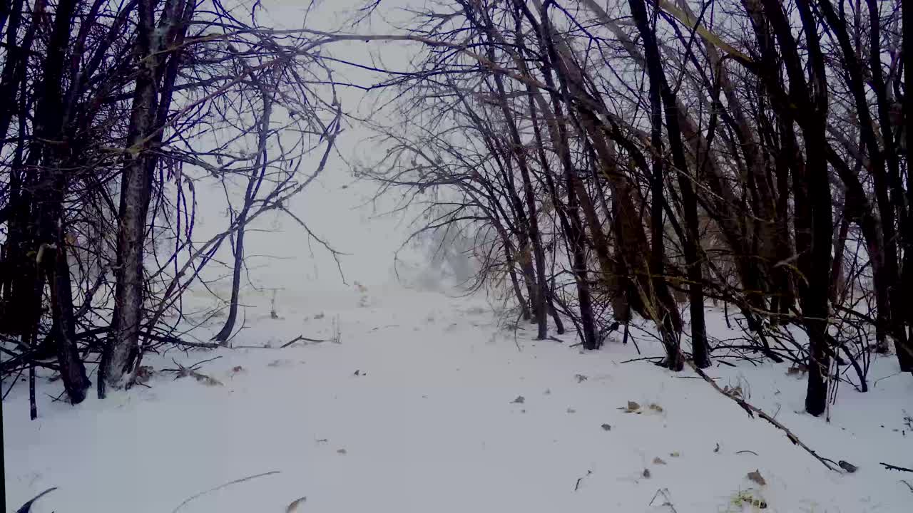 Time lapse incorniciato dagli alberi, scattato durante un ciclone bomba a Greeley, Colorado, marzo 2019