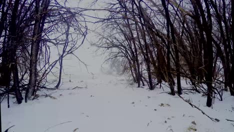 lapso de tiempo enmarcado por árboles tomados en bomba ciclón greeley colorado marzo 2019