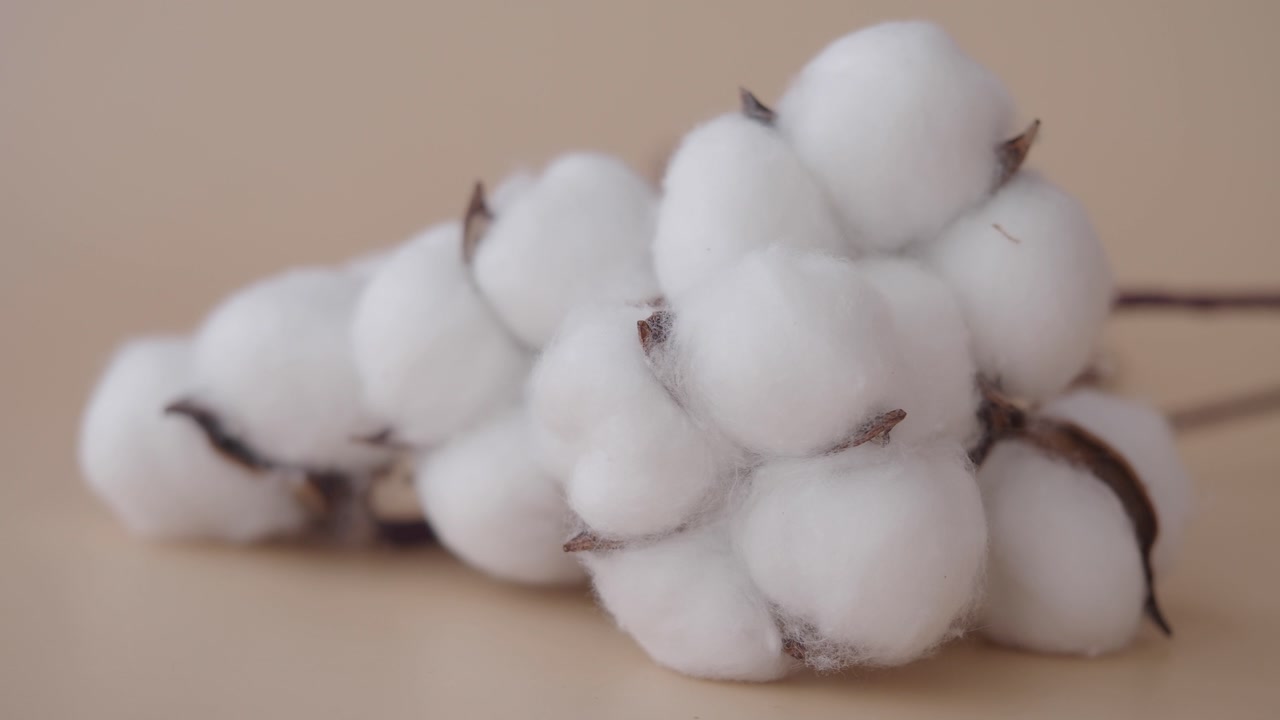 Close-up of Fluffy White Cotton Bolls on Beige Background