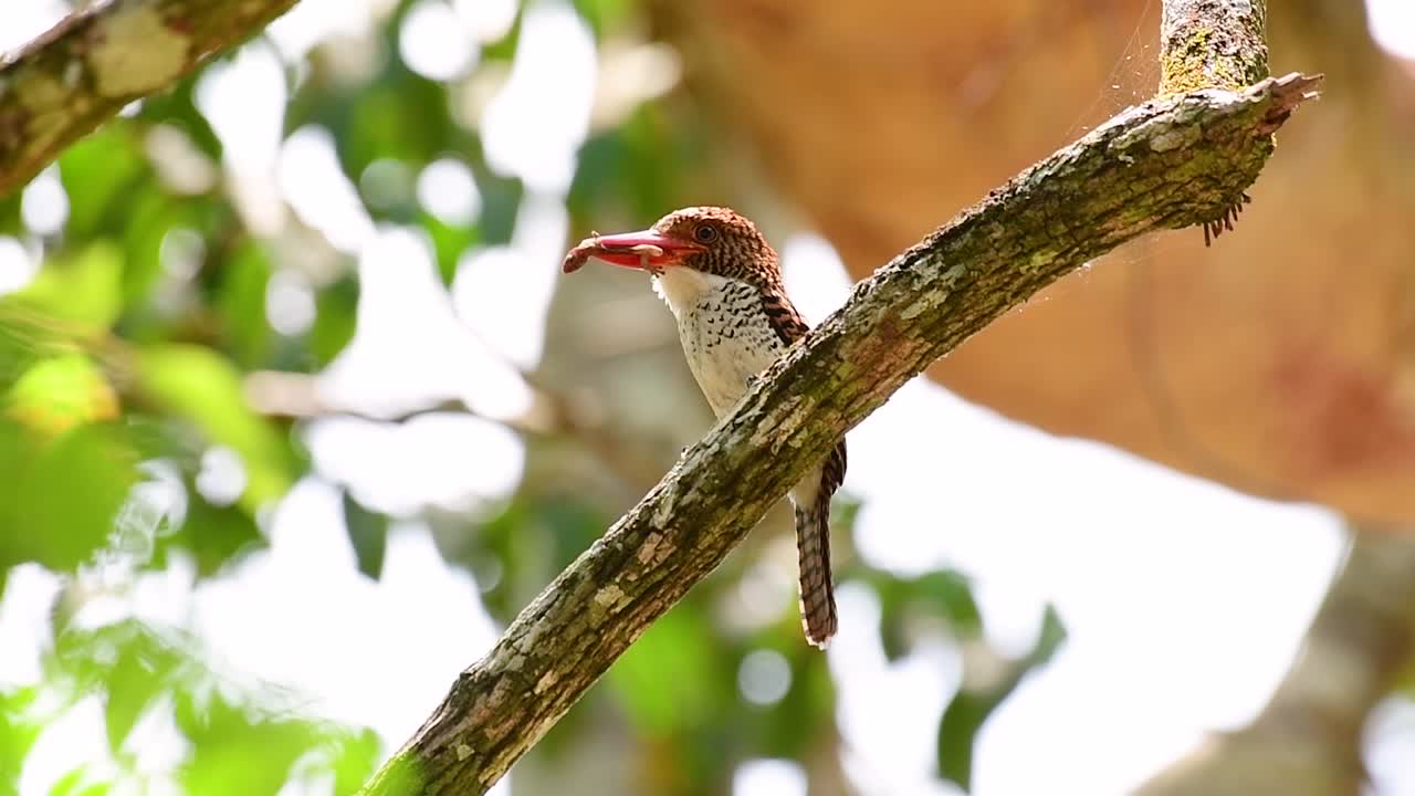 un martín pescador de árboles y una de las aves más hermosas que se encuentran en tailandia dentro de las selvas tropicales