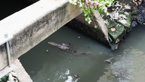 a monitor lizard swimming in the polluted canal of bangkok, thailand - tracking shot