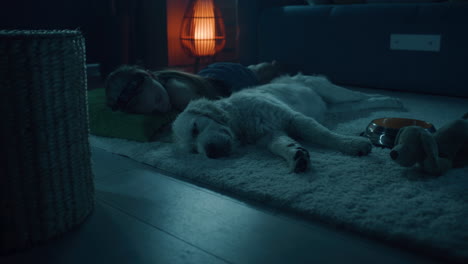 child and puppy sleeping together at night
