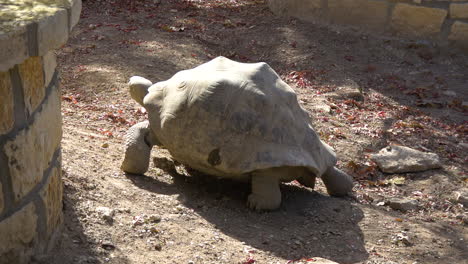 La-Tortuga-Se-Aleja-Lentamente,-La-Tortuga-Polvorienta-De-Galápagos-Se-Aleja,-4k