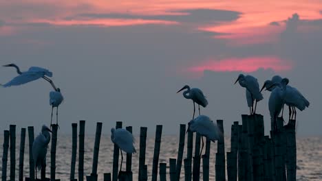 The-Great-Egret,-also-known-as-the-Common-Egret-or-the-Large-Egret