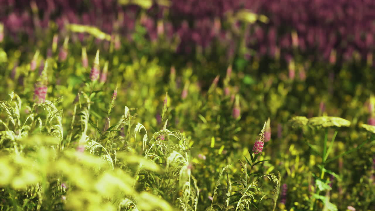 Vibrant wildflower field in full bloom during a sunny afternoon