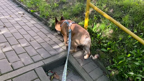 slow-motion pov of french bulldog walking on the pavement when owner holding dog's leash daytime