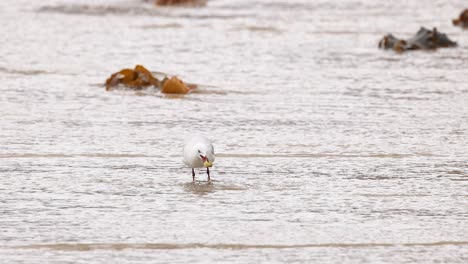 a red-billed gull walks along the shoreline, interacting with the environment under soft, natural lighting