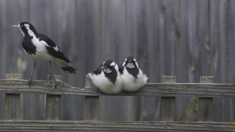 Magpie-lark-Mudlark-Perched-On-Fence-Trellis-With-Two-Young-Juveniles-Then-Flies-Away-Australia-Maffra-Gippsland-Victoria-Slow-Motion