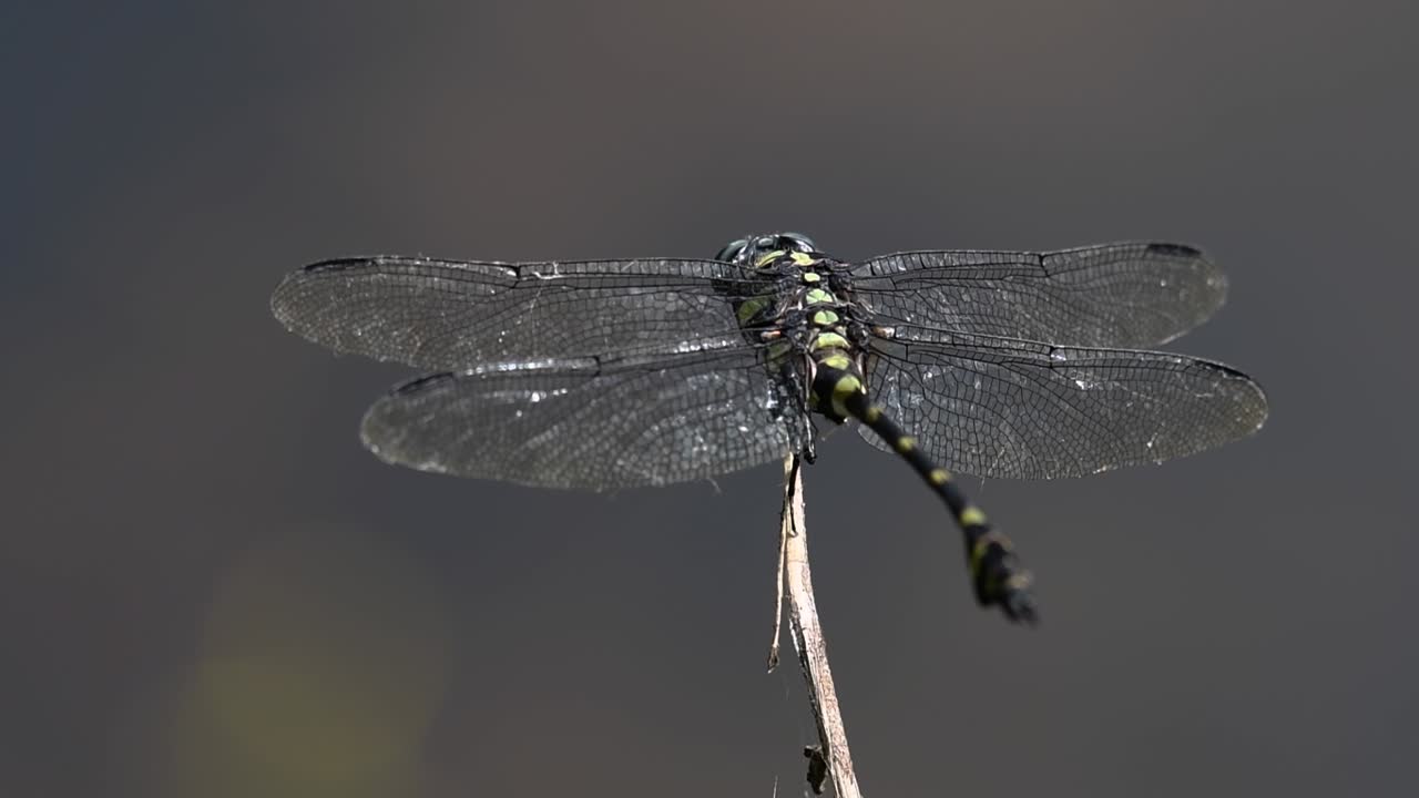 일반적인 flangetail 잠자리는 태국과 아시아에서 흔히 볼 수 있습니다.