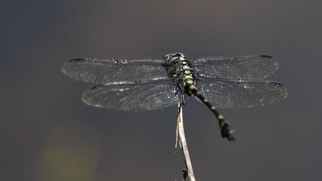 the common flangetail dragonfly is commonly seen in thailand and asia