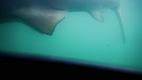 shark looms in green sea water