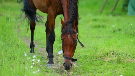 caballo marrón pastando en la hierba durante un día soleado