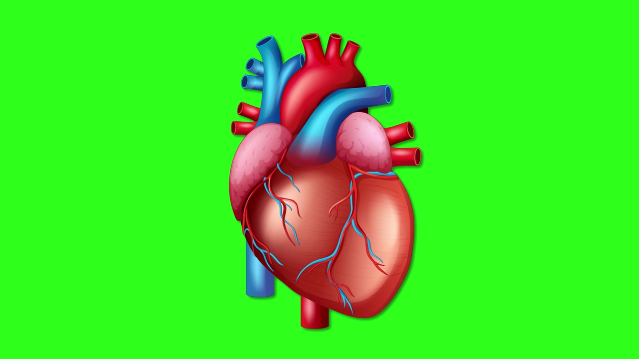 Cuore umano anatomico 3D dettagliato pulsa ritmicamente su uno sfondo a schermo verde a tinta unita.